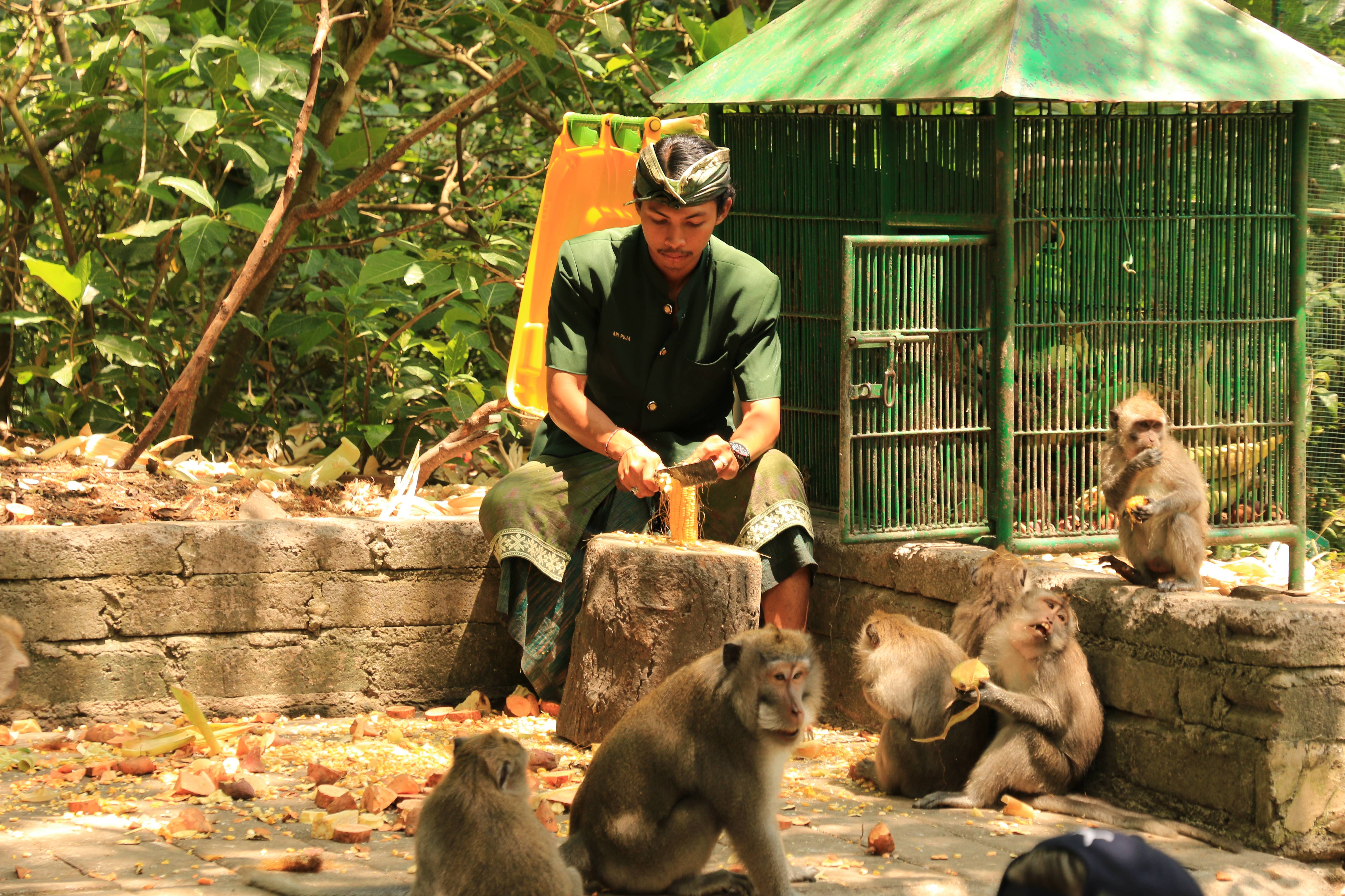 Ubud monkeys